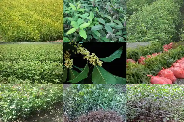 桂花树突然叶子全干枯了为啥不开花1681438077531