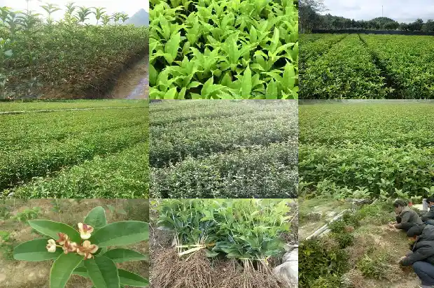 桂花与什么搭配泡茶最佳效果1689035432900