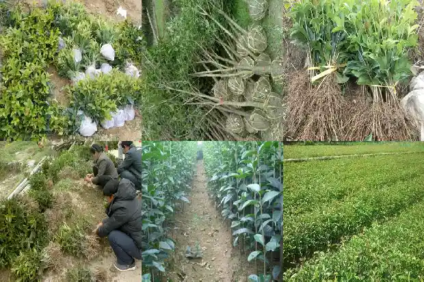 桂花茶败火吗1689467816249