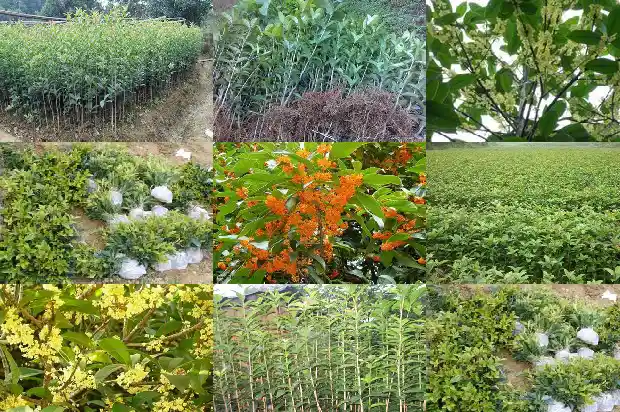 桂花树叶子干枯变脆了1681438366156