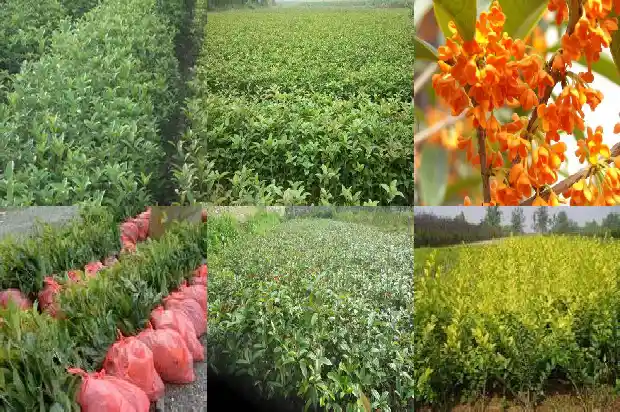 桂花树叶子干枯变脆了1681438366250