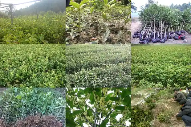 桂花树叶子全部干枯1681438459396
