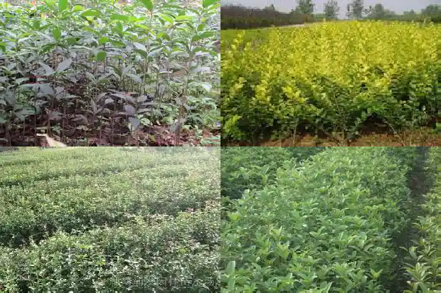 桂花树叶子全部干枯1681438459492