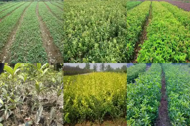 盆载桂花树怎么养才长得好1681438543393