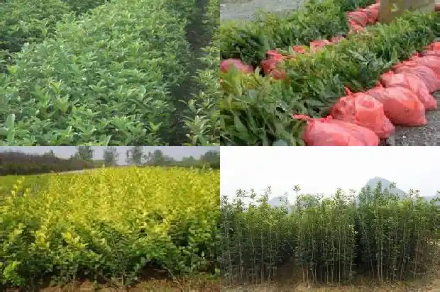 盆载桂花树怎么养才长得好1681438543440