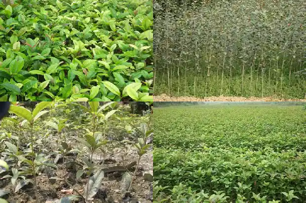 桂花加什么泡水喝最好?1689577116196