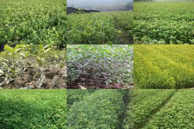 桂花树干枯掉叶子1681438708537