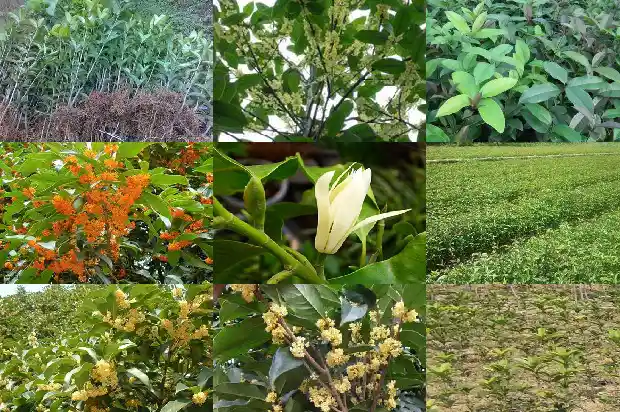桂花树干枯掉叶子1681438708584