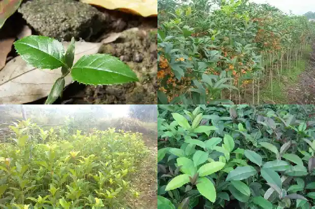 桂花树叶子发枯1681438796416