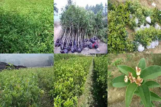 桂花树枯枝落叶怎么办1681438883411