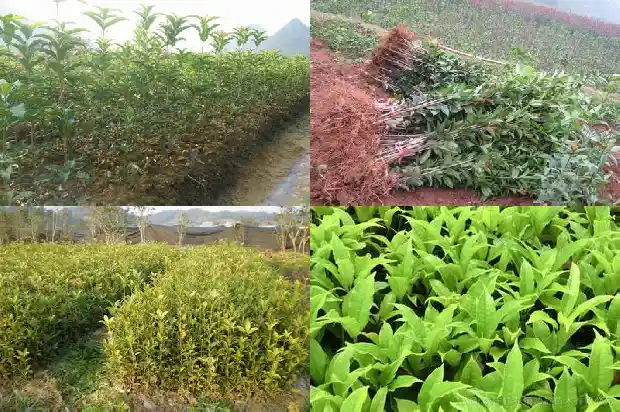 阳台上能种桂花树吗1690677589429