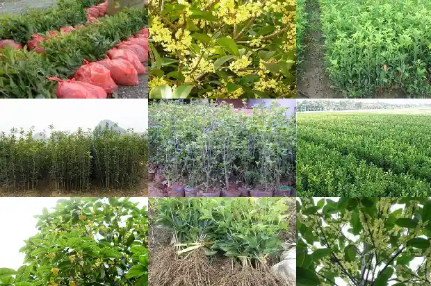 桂花树枯叶是什么原因1681439078250