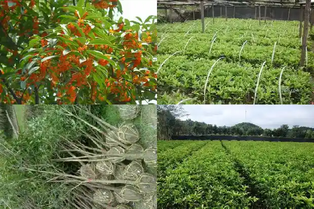 桂花树枯叶是什么原因1681439078298