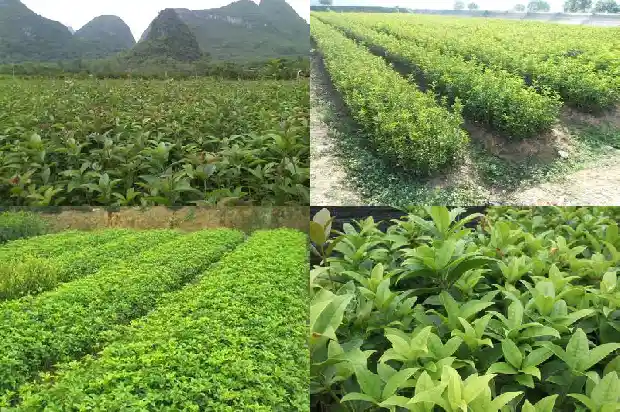 桂花干枯掉叶怎么回事儿1681439152143