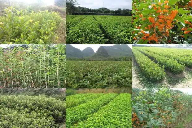 桂花干枯掉叶怎么回事儿1681439152238