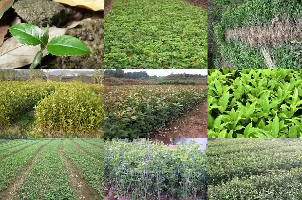 桂花干叶掉叶是什么原因1681439224462