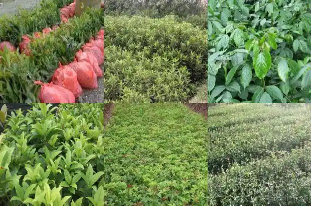 桂花干叶掉叶是什么原因1681439224510