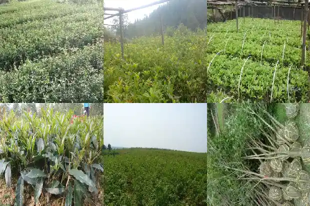 桂花叶子干最后掉叶是怎么回事1681439295225