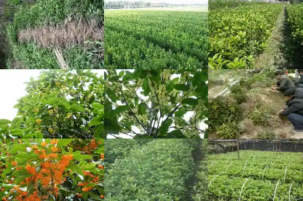 桂花移植后叶子脱落1681439372582