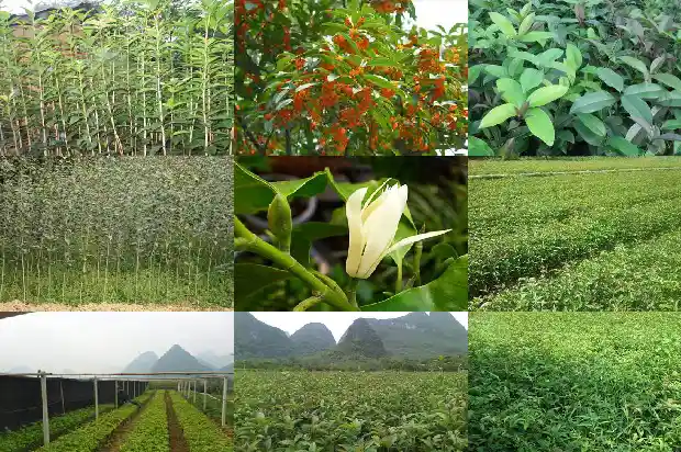 桂花移植后叶子脱落1681439372630