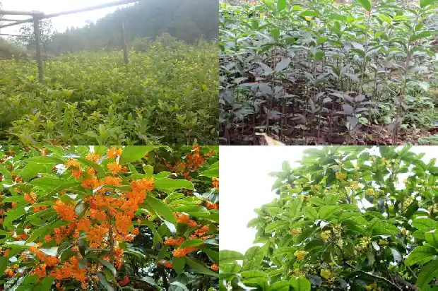 桂花树树桩被白蚁啃食了半边怎么救治1690417868426