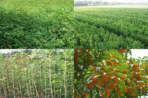 状元红桂花怎么养1690158358477