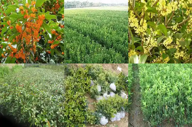 桂花树什么时候换盆合适1681439670550