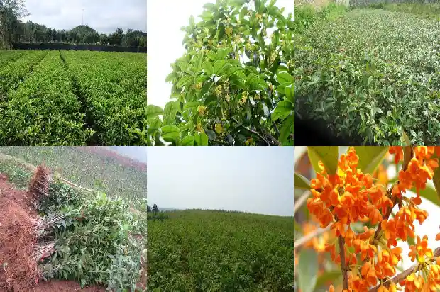 桂花树什么时候换盆合适1681439670597