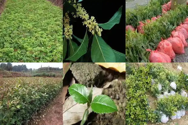 桂花树什么时候换盆合适1681439670643