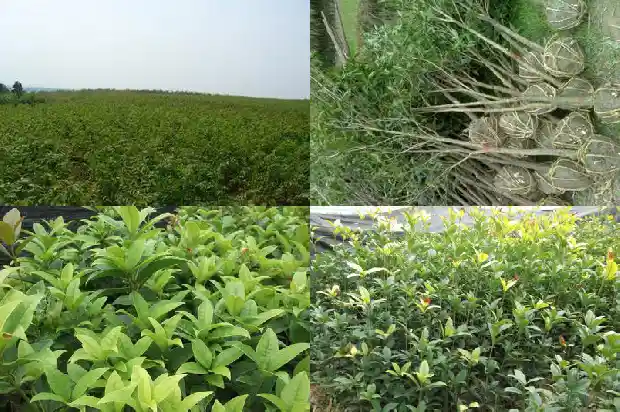 室内桂花树掉叶子1681439725548