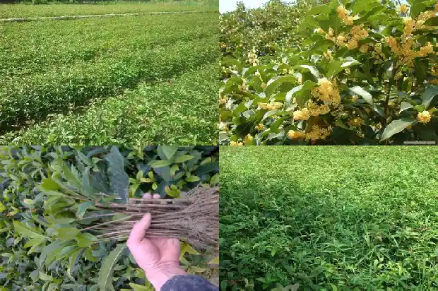 桂花树掉叶发新芽怎么回事1681439778387