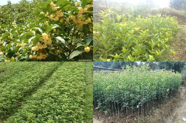 桂花树掉叶发新芽怎么回事1681439778435