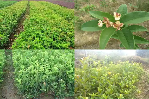 桂花树掉叶发新芽怎么回事1681439778483
