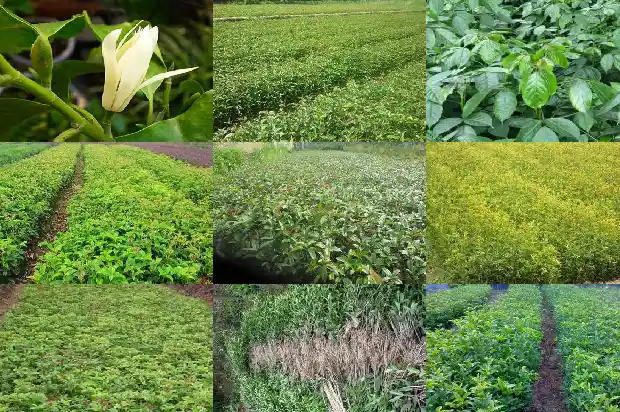 桂花种植时间和方法1688606232597