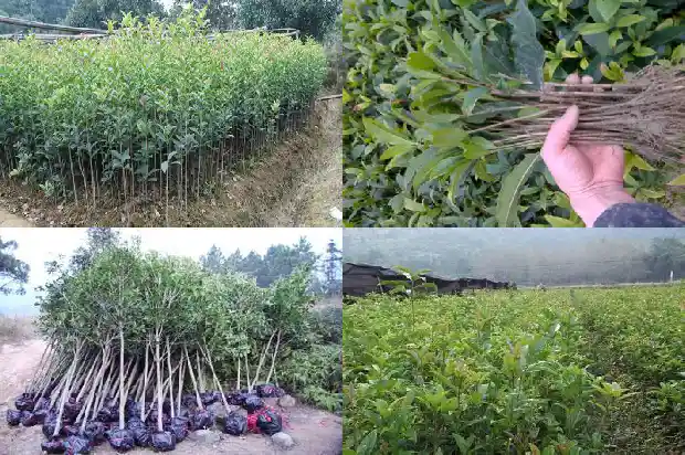 桂花叶子干枯是什么原因1681439826267