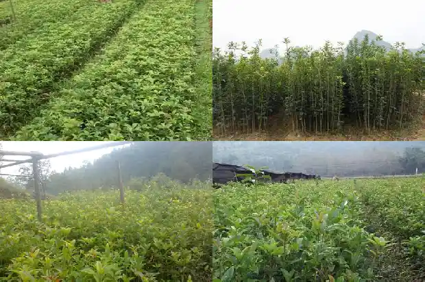 桂花叶子干枯是什么原因1681439826315