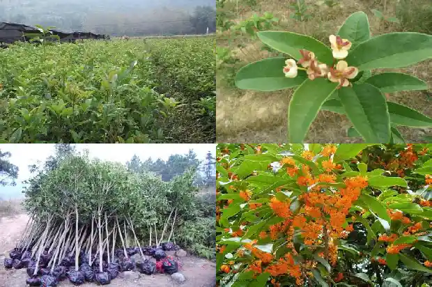 桂花的功效与作用及用法用量是多少1689313294968