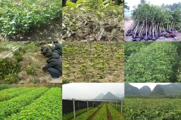 嫁接桂花耐寒最低温度1681439955848