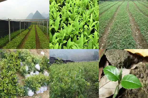 桂花树种在大门的左右可以吗1688692570398