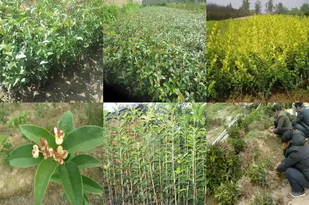 桂花树的叶子是什么形状1681440150067