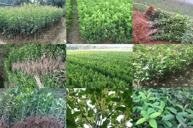 桂花树的叶子是什么形状1681440150115