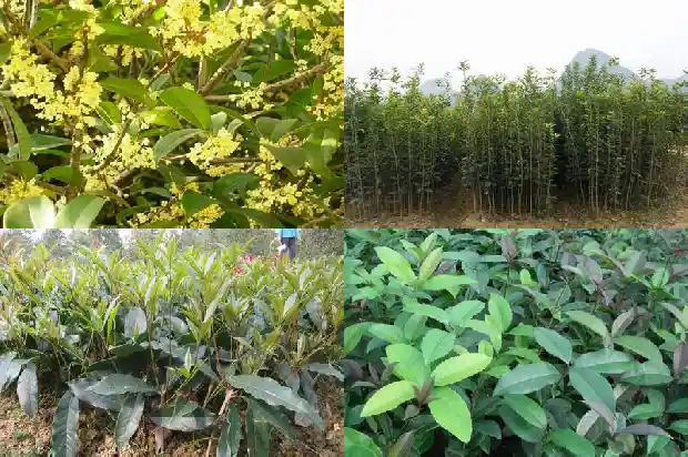 桂花树叶子全枯了还能活吗1681440225308