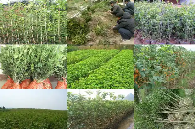 桂花树枝枯了还能活吗1681440268769