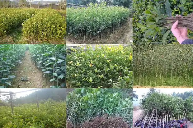 桂花树干叶掉叶是什么原因1681440314430