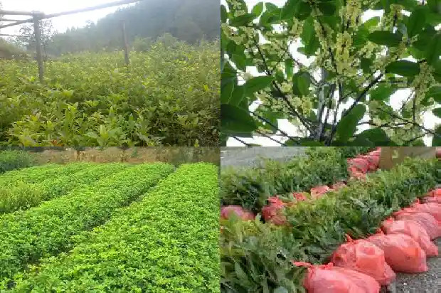 桂花树干叶掉叶是什么原因1681440314525