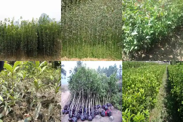 桂花树干叶掉叶是什么原因1681440314573
