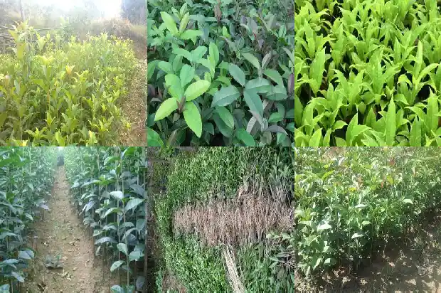 桂花叶尖干枯用什么药多菌灵1681440358443