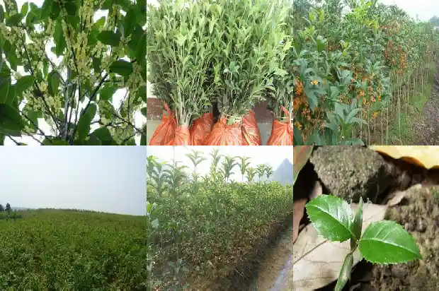 桂花叶尖干枯用什么药最好1681440391294