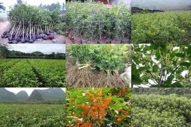 桂花叶尖干枯用什么药最好1681440391342
