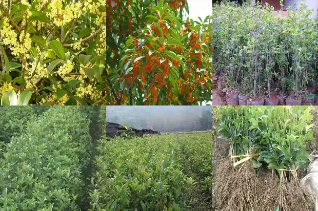 大桂花树叶尖干枯用什么药能治1681440432402